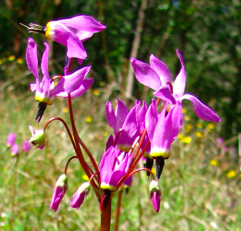 Henderson’s Shooting Star, Dodecatheon hendersonii