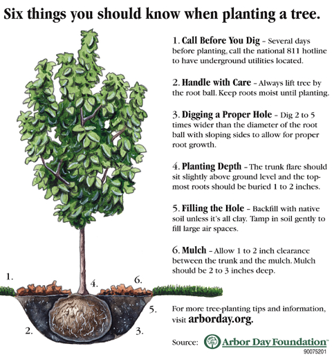 6 things you should know when planting a tree, from Arbor Day Foundation